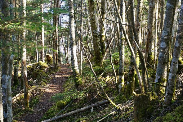 2018年11月17日 大峠から黒岳に向かう快適な山道