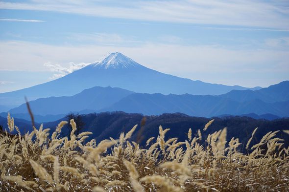 白谷ノ丸に生えるネコのおもちゃみたいな草！