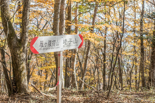 姥子山への道標