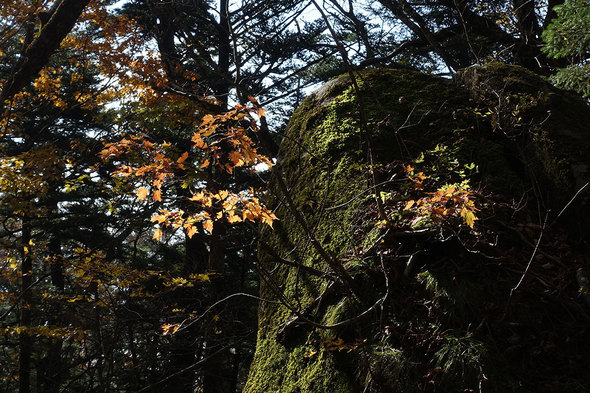 岩から紅葉