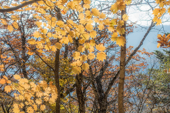 雁ケ腹摺山の紅葉