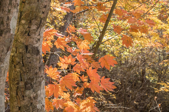 雁ケ腹摺山の紅葉するモミジ