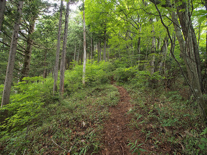 大岳山直登コースの山道