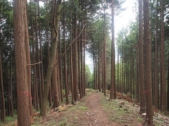 白倉付近の山道