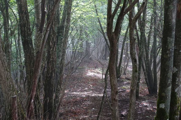 大峠から黒岳に向かう登山道 登り始め