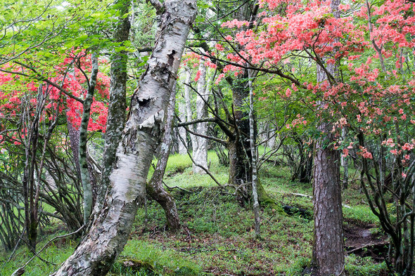 大峠から黒岳に向かう登山道のヤマツツジ