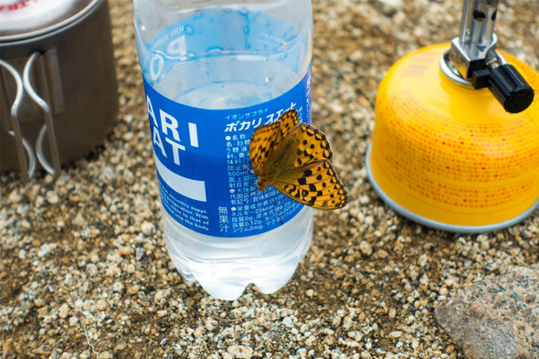 白谷小丸のヒョウモンチョウ