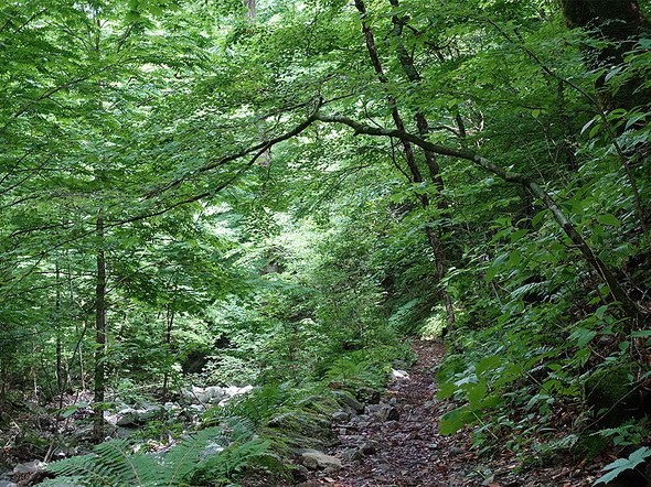 三頭沢沿いのブナの路