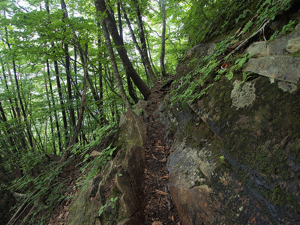 山側のブナの路(虫刺されに注意！)