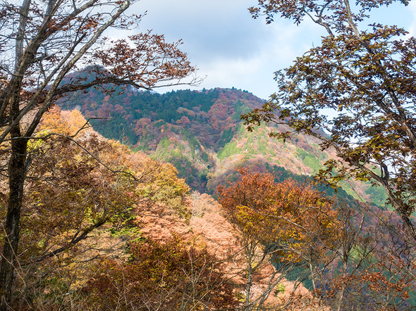 馬頭刈尾根から望む大岳山