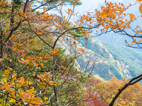 馬頭刈尾根の紅葉(11初旬)