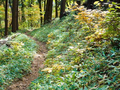 馬頭刈尾根から白倉の登山道(11月初旬)