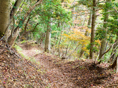 馬頭刈尾根から白倉の登山道(11月初旬)