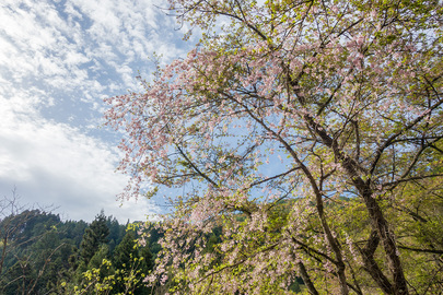 林道の桜