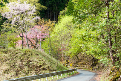 新緑と桜の林道