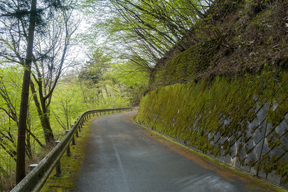 苔むした林道