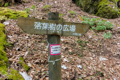 落葉樹の広場