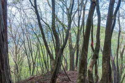 登山道からの風景