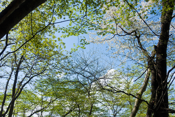 登山道に咲く桜と新緑のモミジ