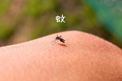 蚊の参考画像
