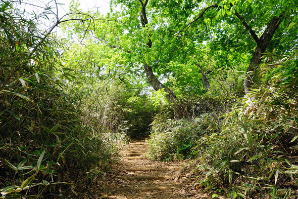 狭山公園内の山道