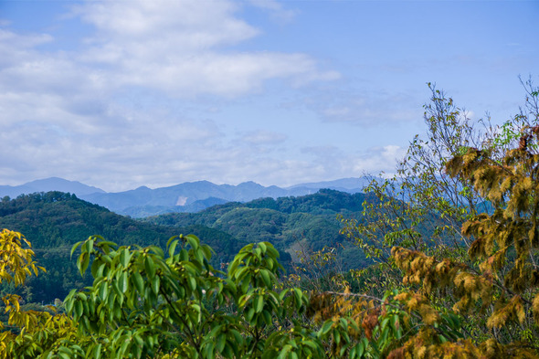 天覧山からの眺望