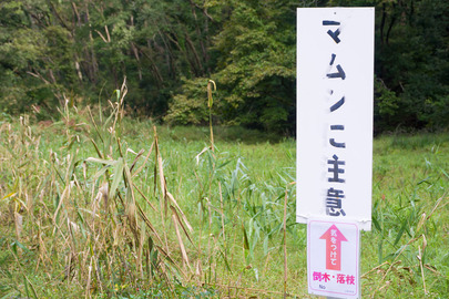 湿地帯 マムシに注意！