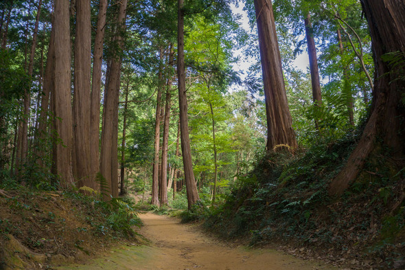 広々した尾根コース