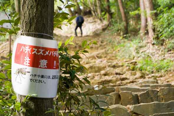 蜂に注意!!