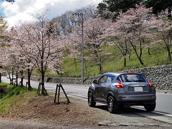 羊山公園入口付近の桜通り