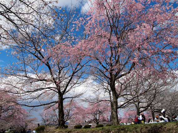 羊山公園の桜の下で宴会