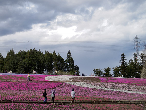 羊山公園の芝桜