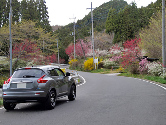 定峰峠とロードサイドの桜