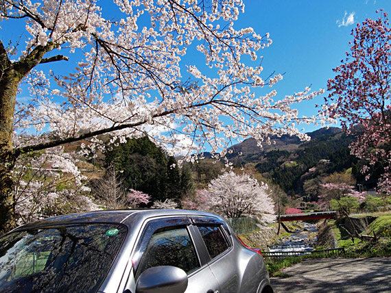 定峰峠の桜