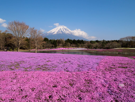 富士山と芝桜