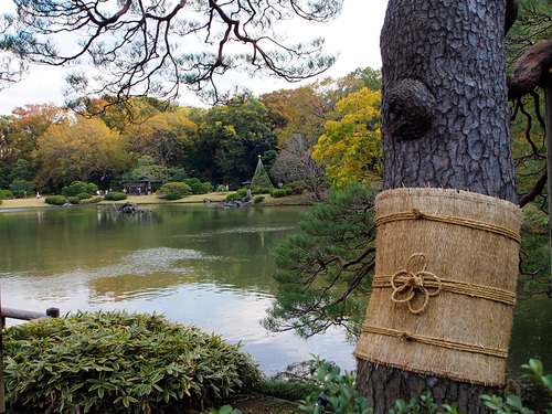 紅葉の六義園4