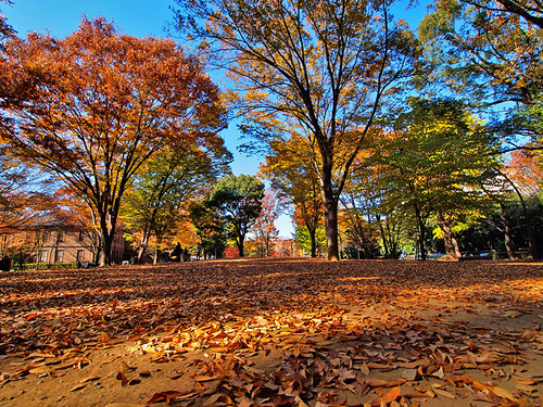 紅葉の上野公園