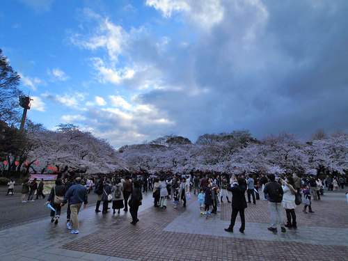 動物園前交番付近からの桜開花風景