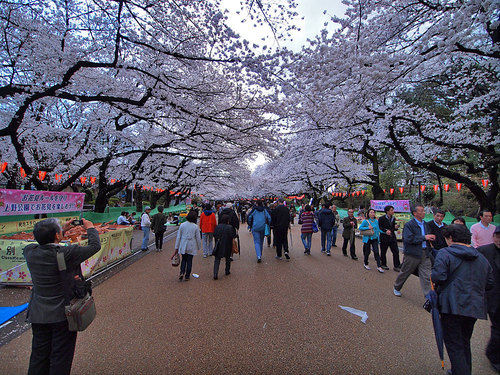 さくら通りの桜