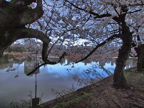 不忍池の桜