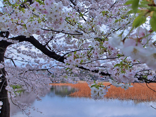 不忍池の桜と若葉