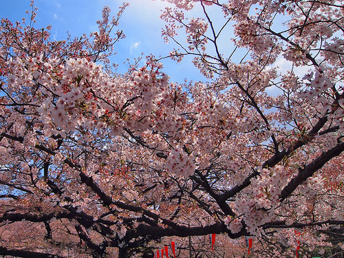 21014年4月6日上野公園の桜