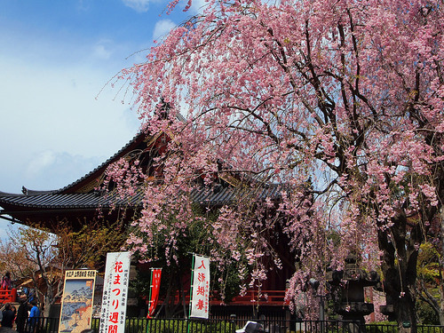 清水観音堂としだれ桜