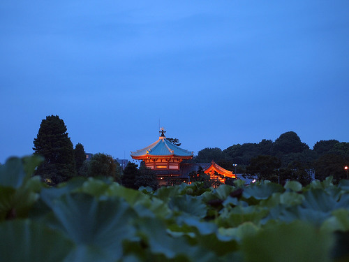 夜の不忍池