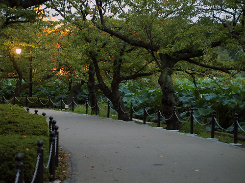 不忍池の遊歩道