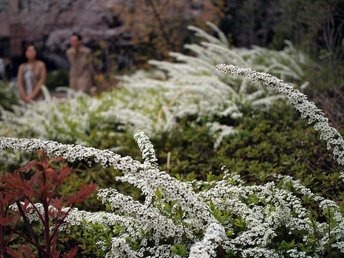 屋上庭園のお花