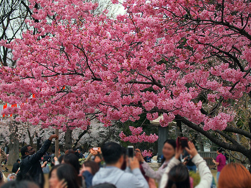 桜と見物客