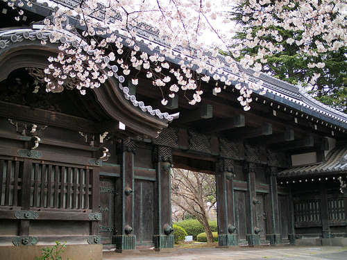 黒門と桜