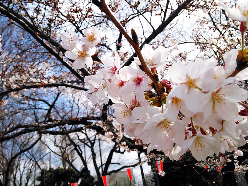 2016年3月27日の上野公園1