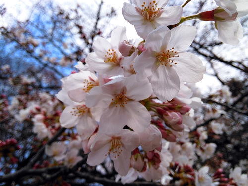 2016年3月27日の上野公園3